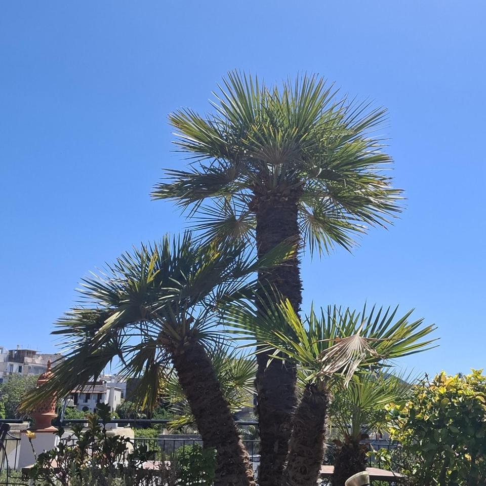 Hotel Villa Verde Forio di Ischia Exteriér fotografie